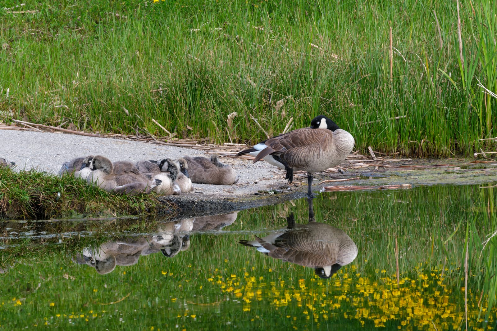 Geese at the lake