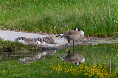 Geese at the lake