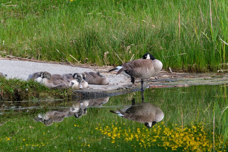 Geese at the lake